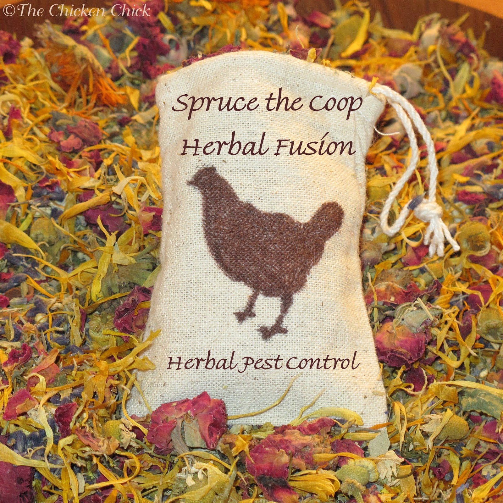 The Chicken Chick®: Caring for Broody Hens: Facilitating 