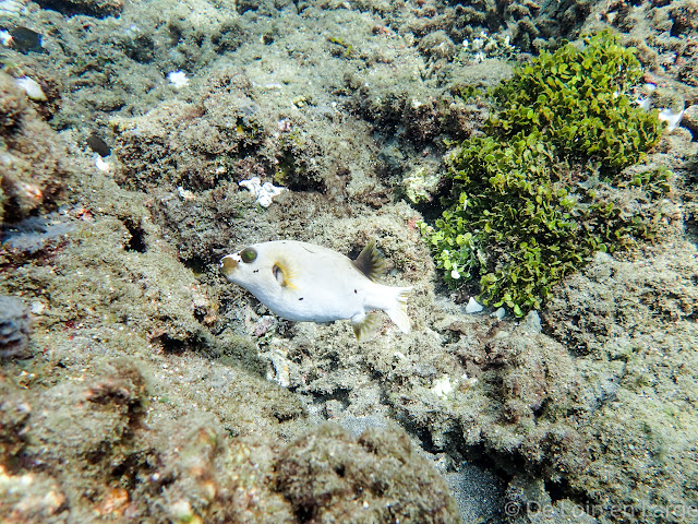 Coral Garden - Baie de Lipah - Bali