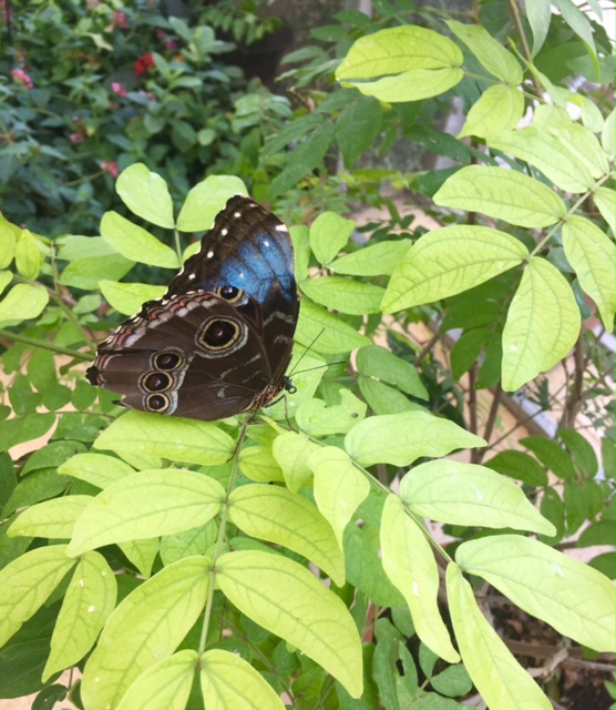 Blue butterfly in a conservatory by Hello Lovely Studio.