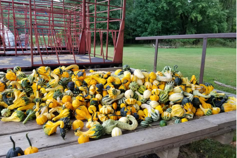 Cameron County PA News Pumpkins & Gourds Ready Mason's Farm