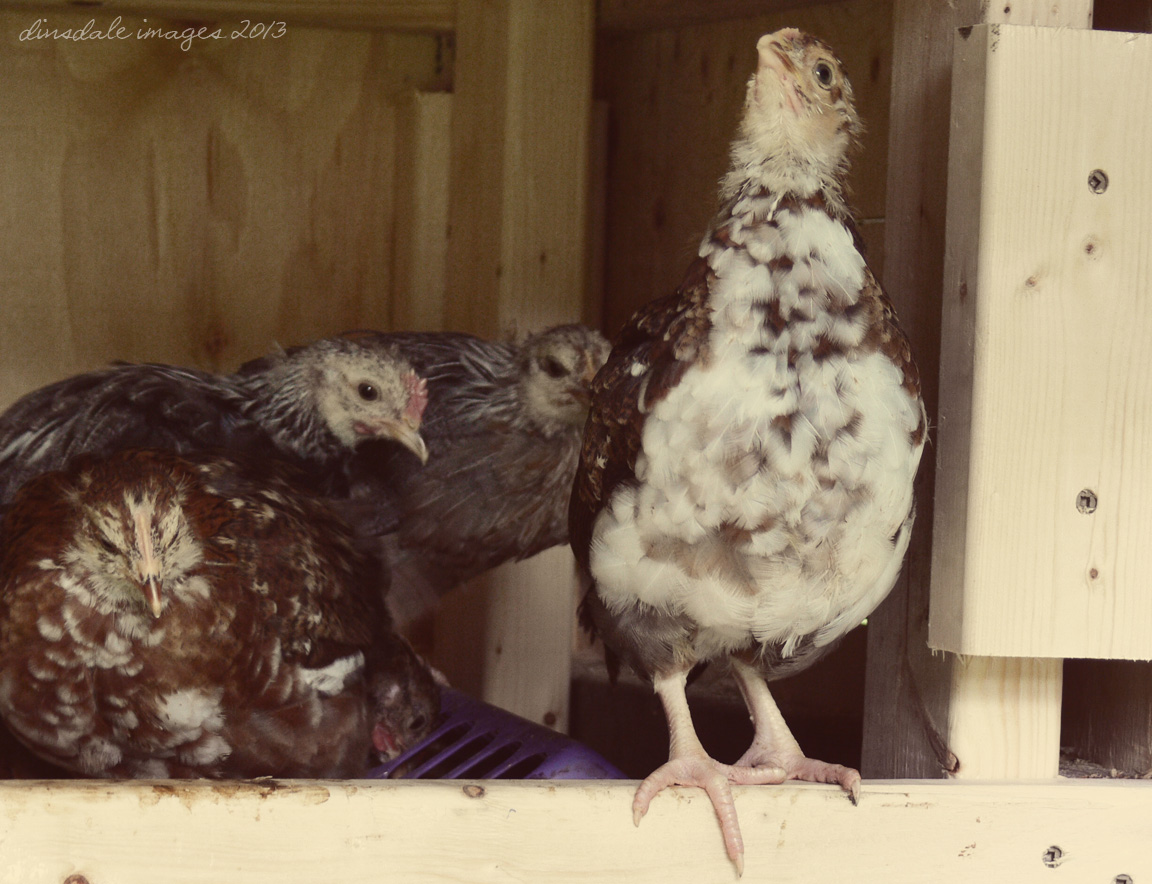 Dinsdale Photo Blog A new hen (and rooster) house