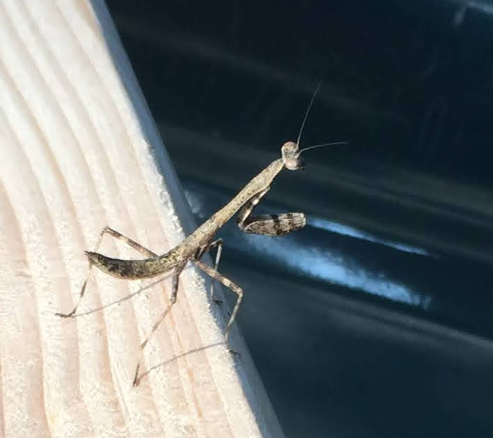 Princeton Nature Notes A Native Praying Mantis Finally Seen