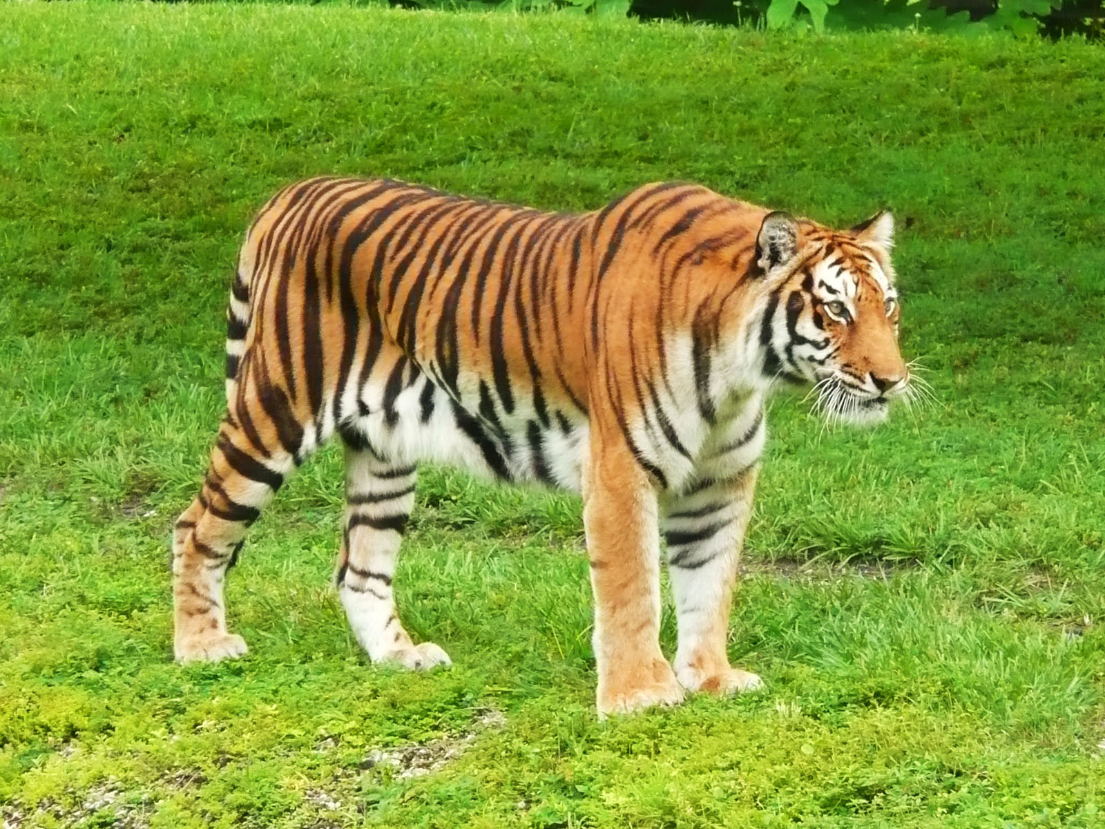 Awesome Collection Wallpaper: Bengal Tiger Wallpapers