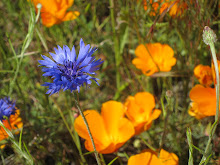 Oregon Wildflowers