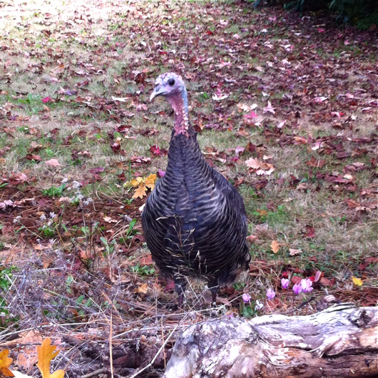 turkey, eugene, front yard, turkey in my yard