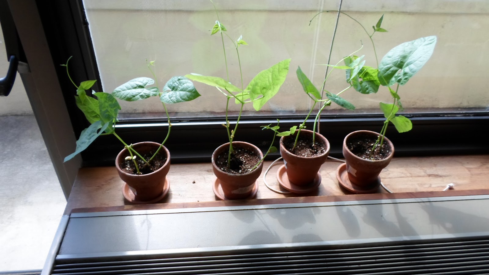 7th Age Science Lima Bean Plants