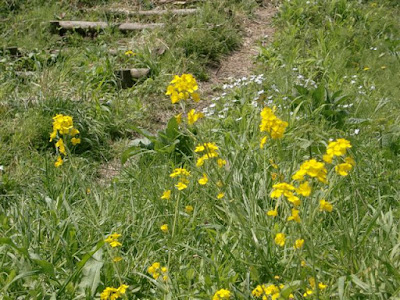 �i�����Ս؂̉�