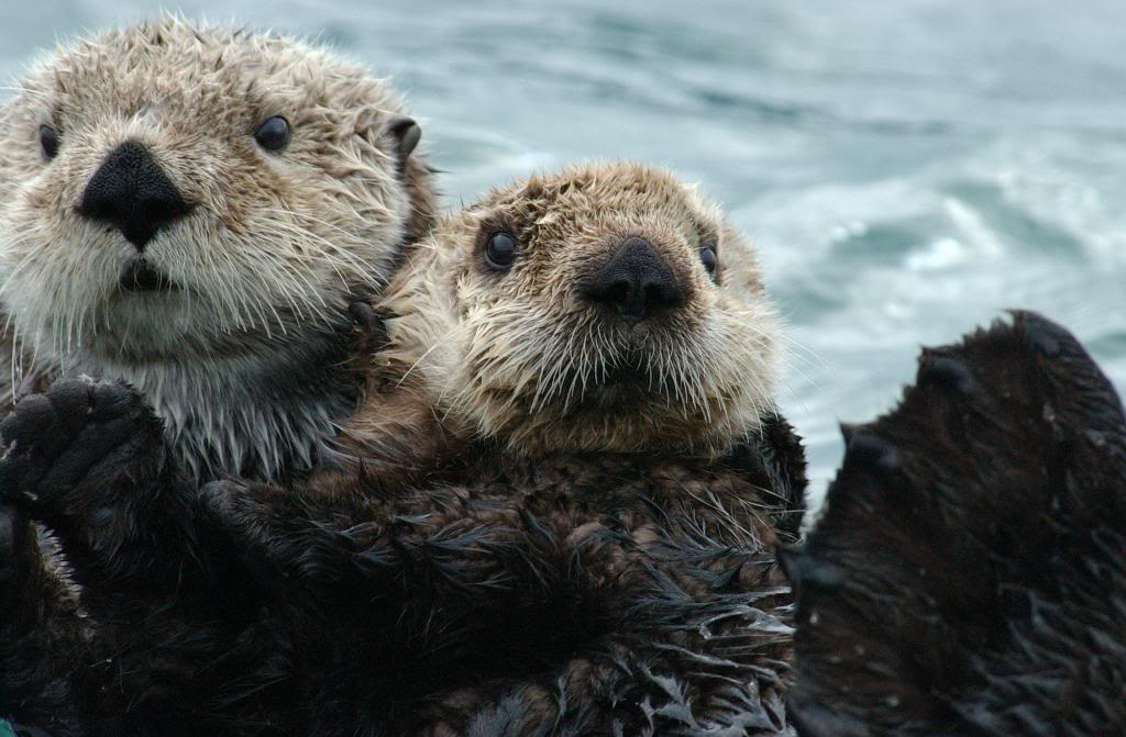 Surfwriter Girls California’s Sea Otters Need Your Help