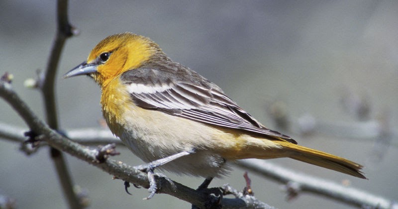 wild birds unlimited what a female baltimore oriole looks wild birds unlimited what a female baltimore oriole looks