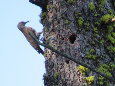 Lassen Volcanic National Park California birding