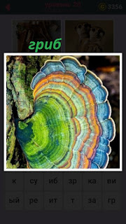 на дереве растет разноцветный гриб