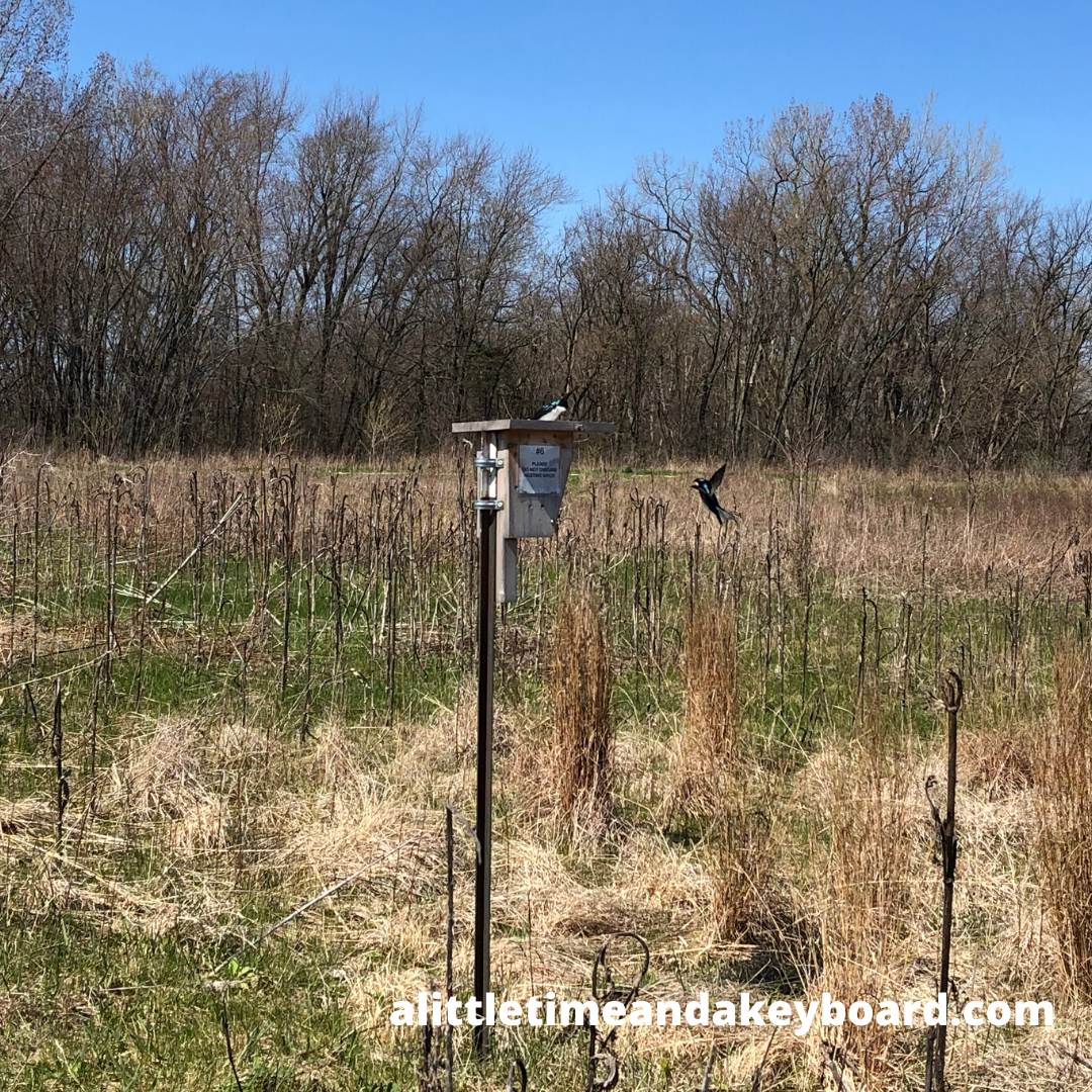 A Little Time and a Keyboard Surrounded by Nature at Heron Creek