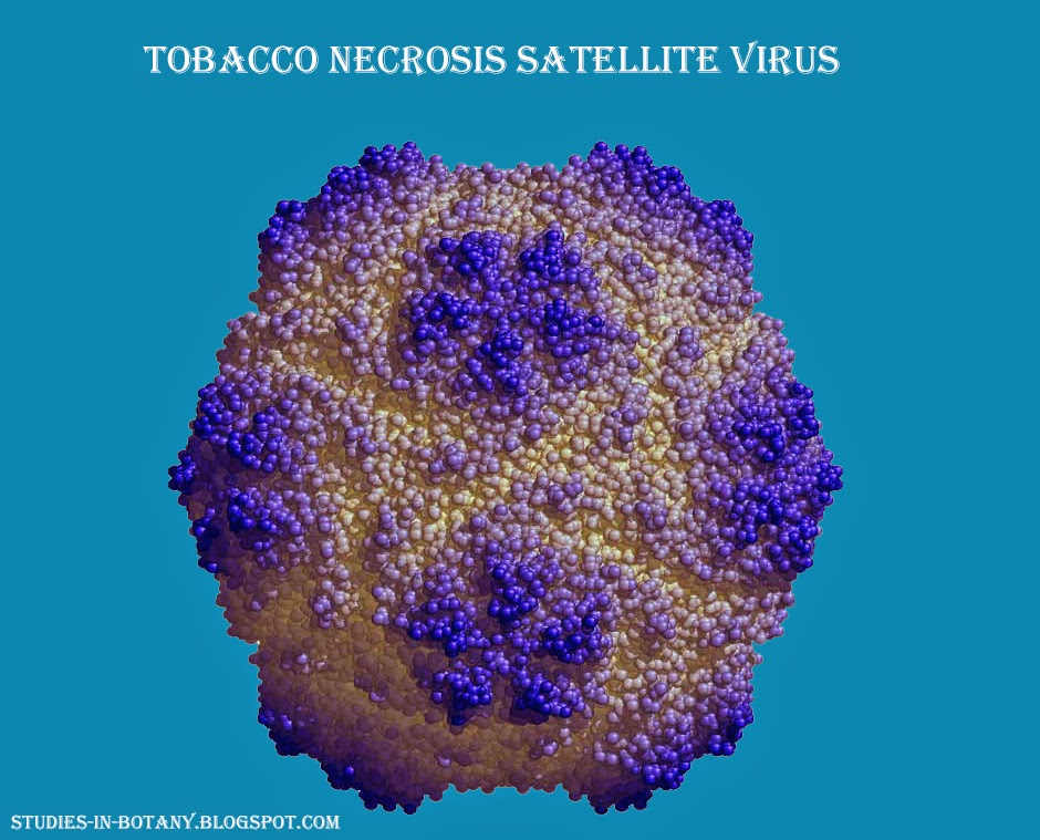 what is a satellite virus in biology