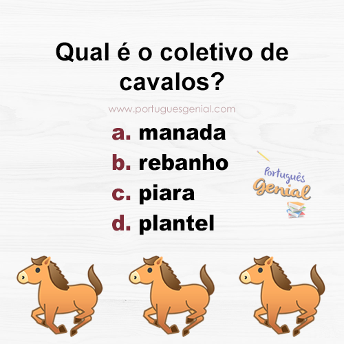 Coletivo de cavalos Qual é o