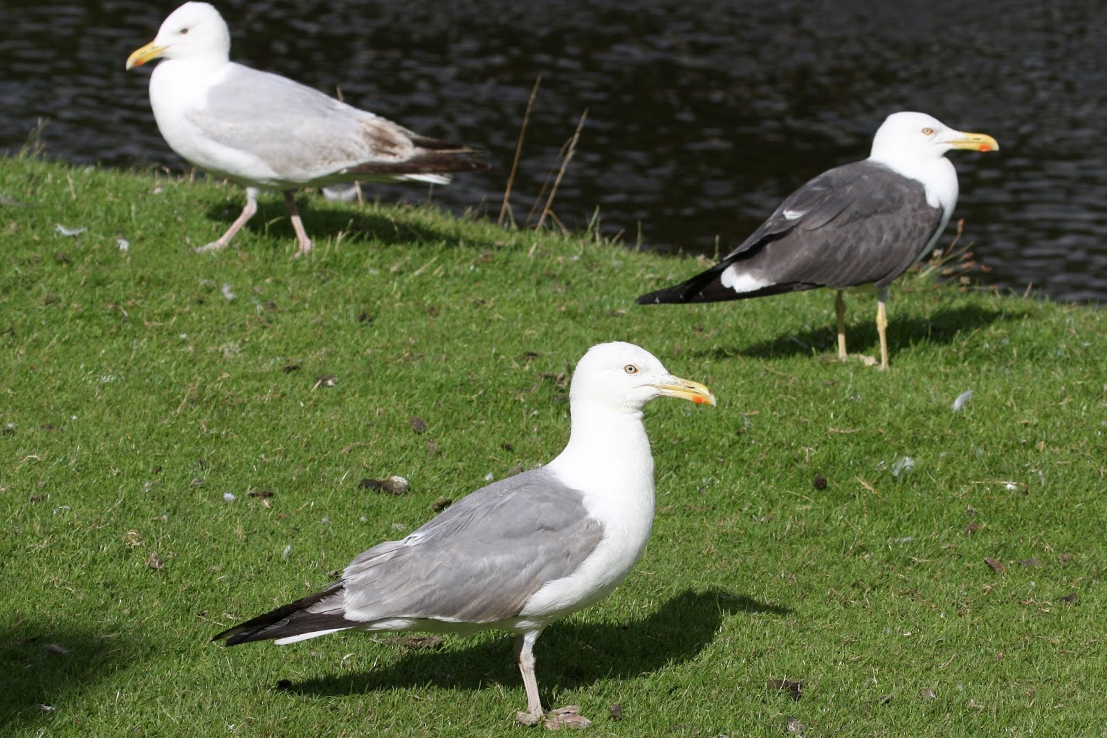 Two more Herring x LBB Gull hybrids this time at