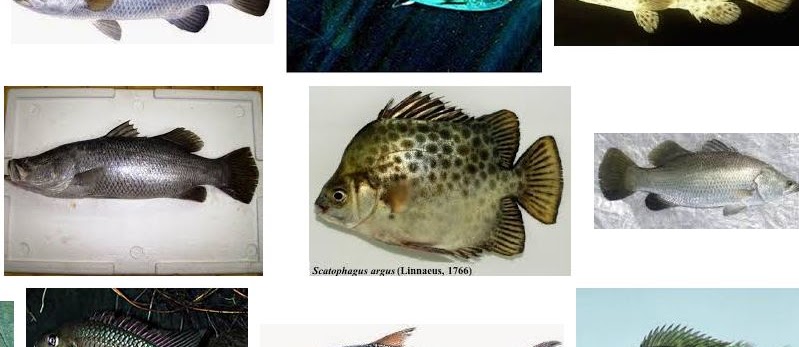 Jenis Ikan Air Payau dan Gambarnya Beserta Keterangannya
