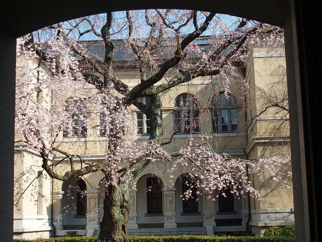 Gottuan S Room 京都府庁 旧本館の桜