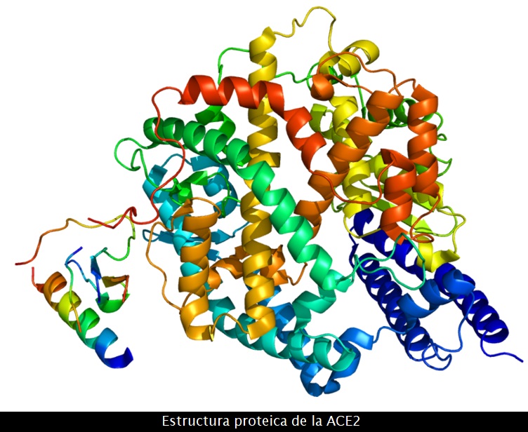 Enzima convertidora de angiotensina 2 (ECA2)