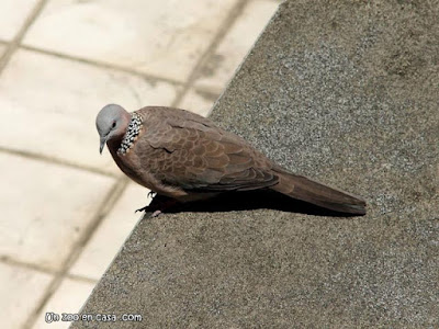 Streptopelia chinensis - Spotted Dove