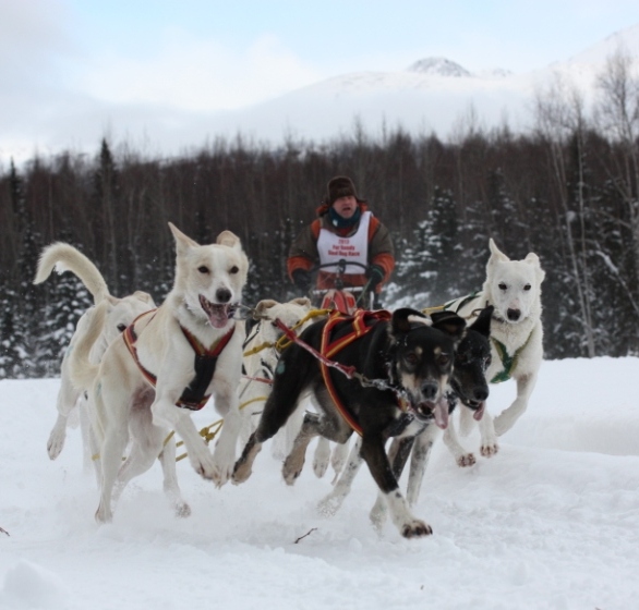 each day an adventure in alaska: rondy, dogs and outhouses
