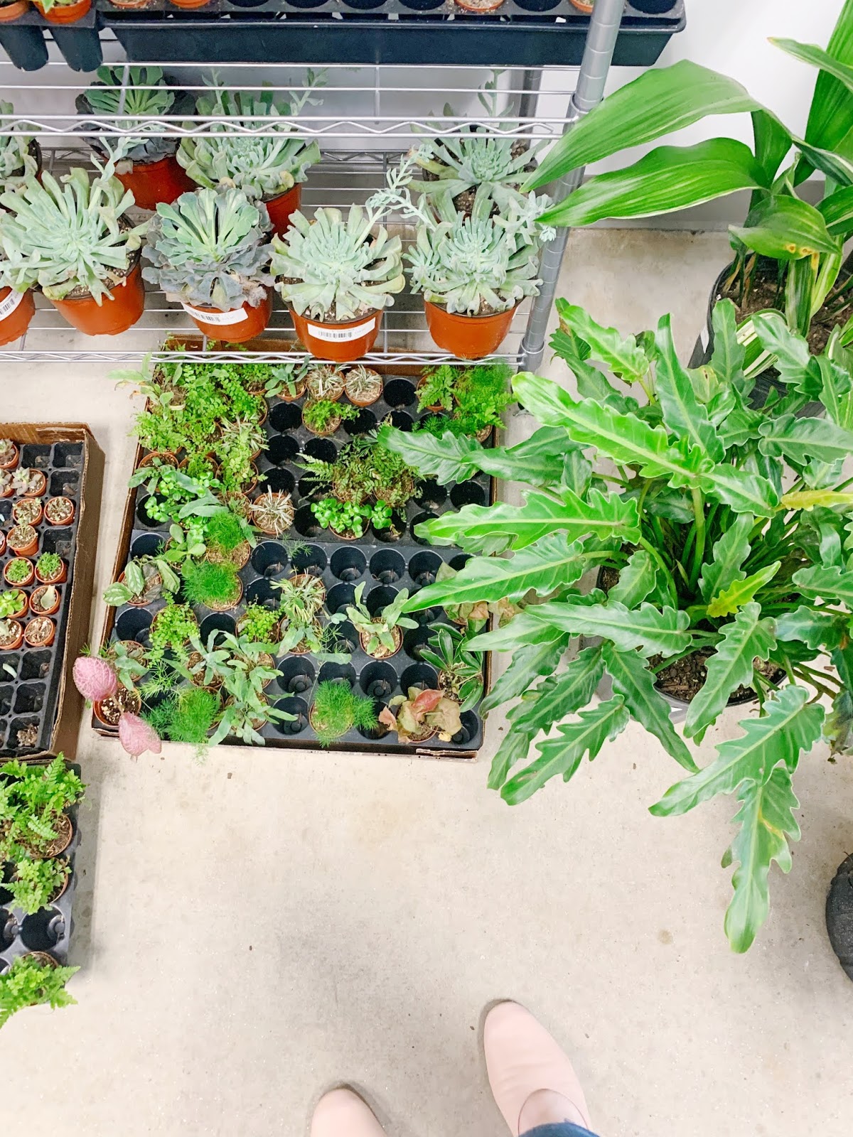 My Favorite New BlackOwned Plant Shop in AtlantaArea A