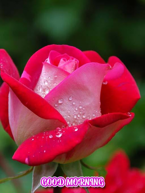 good morning flowers good morning flowers