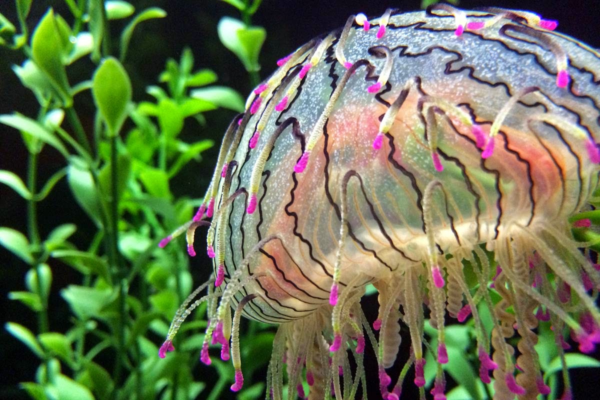 Flower Hat Jellyfish Fun Animals Wiki, Videos, Pictures, Stories