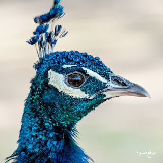 صور جميلة, صورجميلة, صور منوعة, طبيعية, للفيس بوك