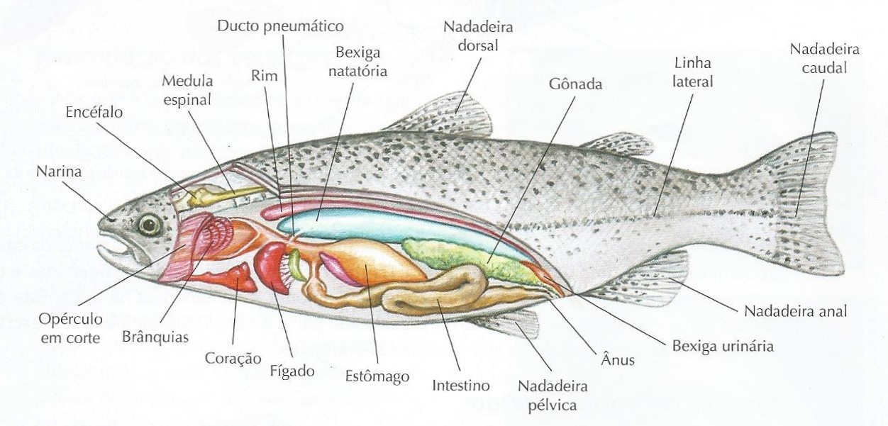 Craniados Peixes Craniados Peixes