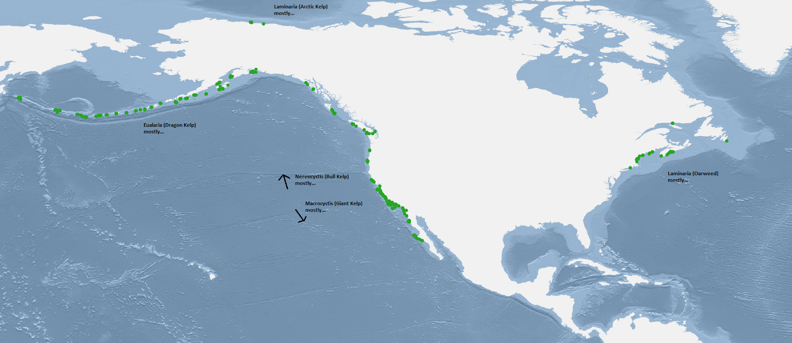 Kelp Forests of North America