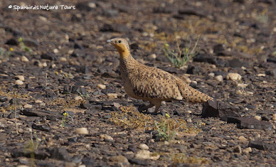 Ganga moteada (Pterocles senegallus) en Marruecos 