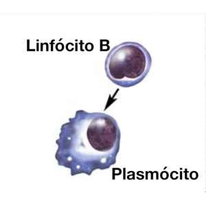 Plasmócito Alergias