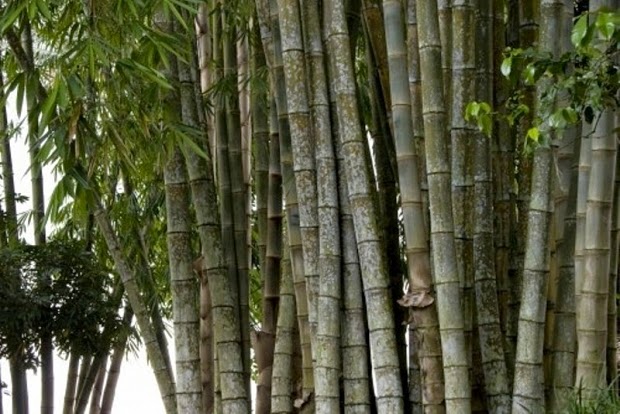 Larangan melangkahi pohon batang  bambu  yang membungkuk 