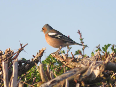 Chaffinch perched on a bare hedge (photo)