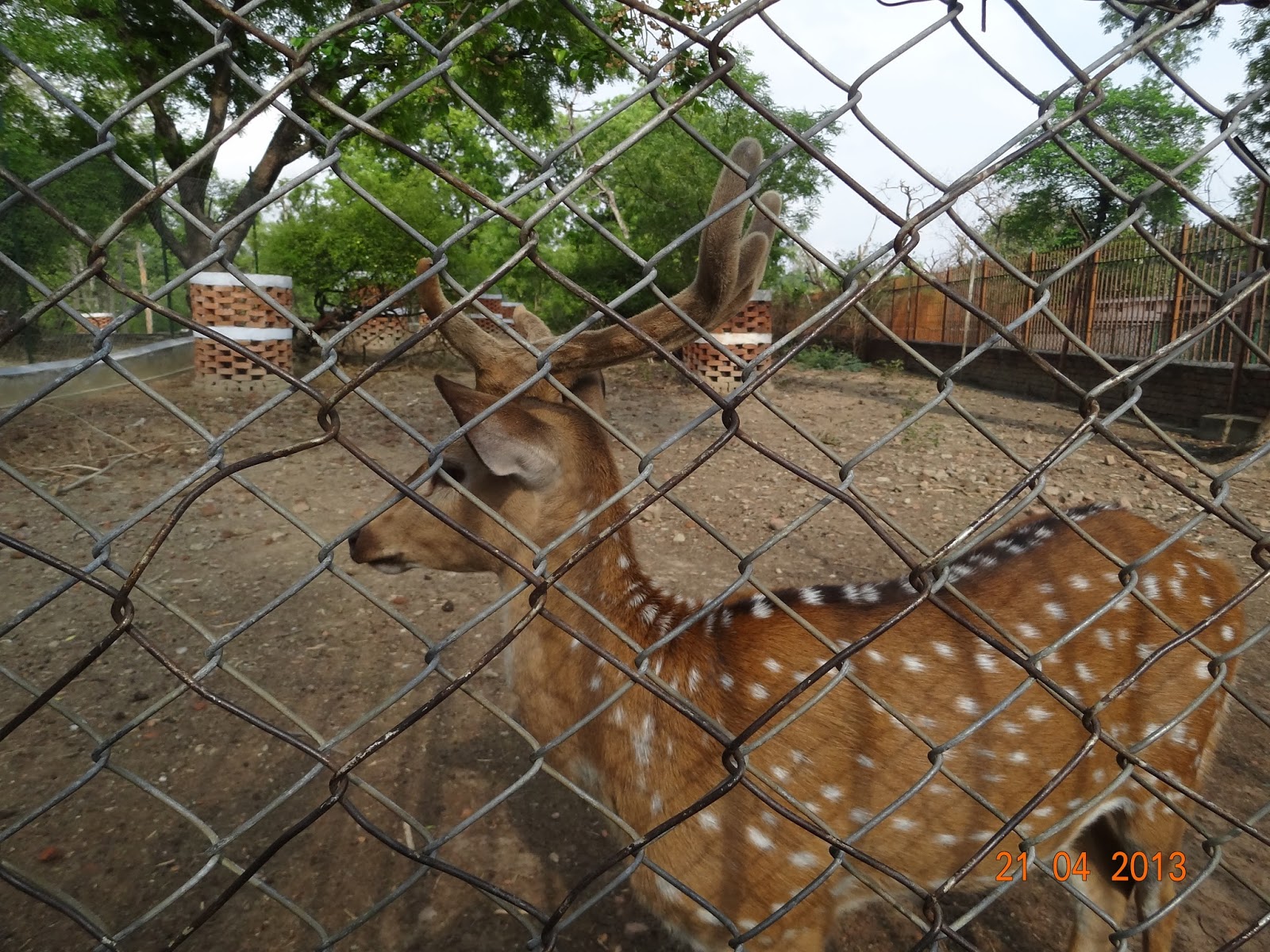 Varanasi Dear Park Zoo (Sarnath)