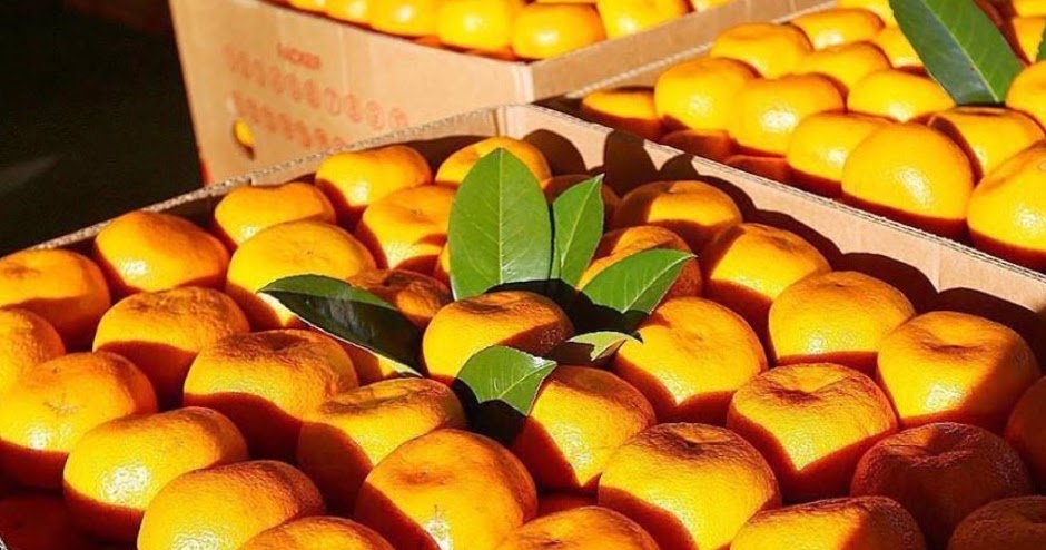 Какой фрукт не созревает в сочи манго. Абхазские фрукты и ягоды. Созревание фруктов в Абхазии по месяцам. Шепси фрукты по месяцам. Какие фрукты растут в Калмыкии.
