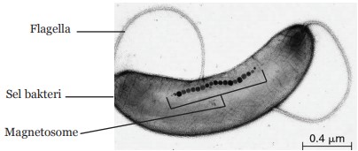 Pemanfaatan Medan Magnet pada Migrasi Hewan