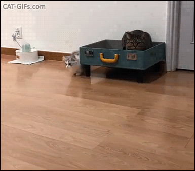 Snuzzy Kitten GIF • Munchkin kitty jumping and playing with adult cat It looks like a silver fluffy squirrel, haha Snuzzy Kitten GIF • Munchkin kitty jumping and playing with adult cat It looks like a silver fluffy squirrel, haha