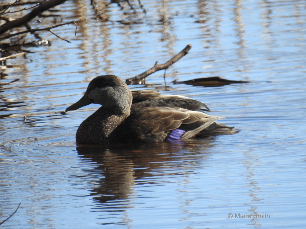 AMERICAN BLACK DUCK