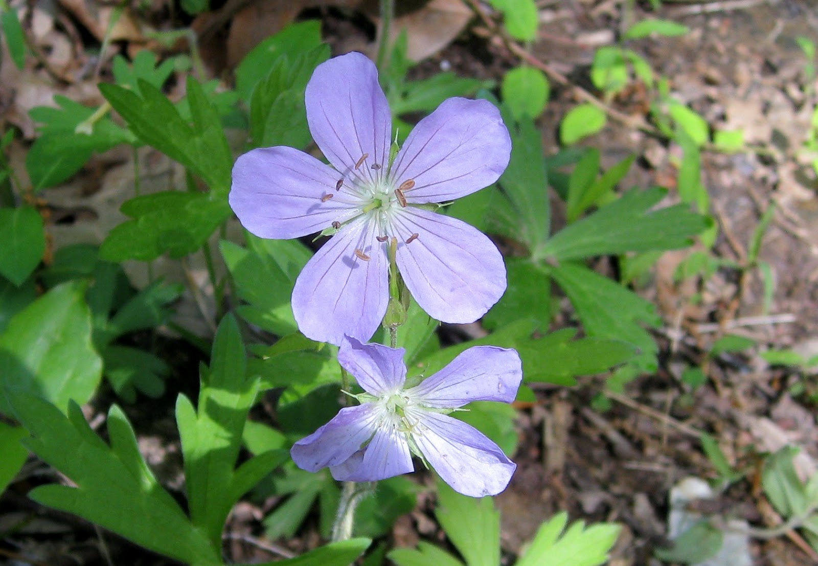 Image of wild geranium by K. R. Smith - may be used with attribution