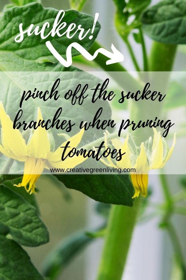 image of what a sucker on a tomato plant looks like and the caption pinch off the sucker branches when pruning tomatoes