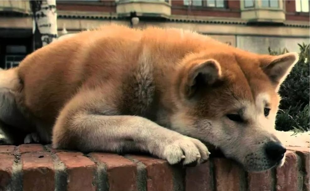 Biblioteca de Curiosidades Recuerda la historia de Hachiko, el perro