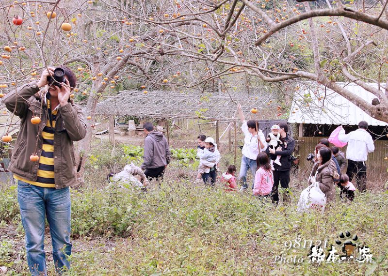 江家果園|採柿趣