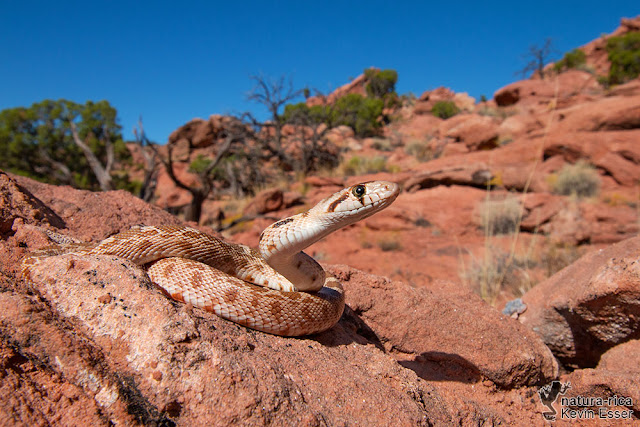 Pituophis catenifer deserticola - Great Basin Gopher Snake