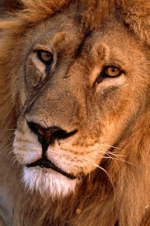 iphone  background wallpaper