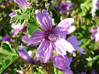 Malva Sylvestris