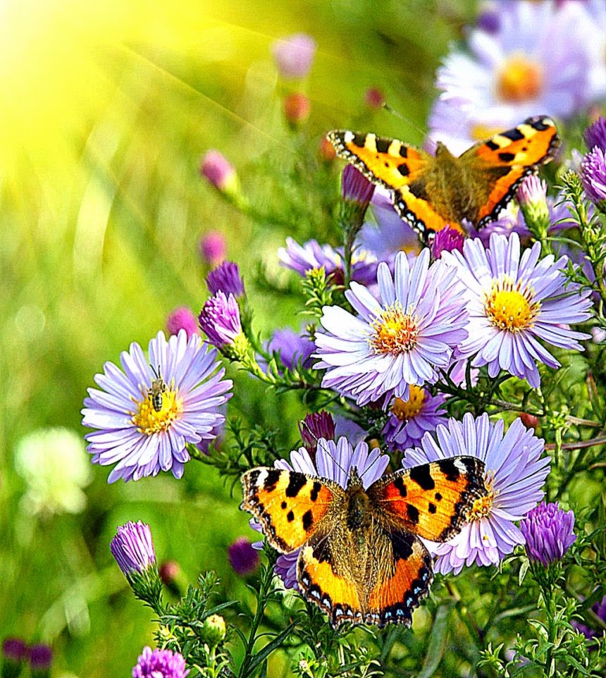 Butterfly On Flower Images Hd