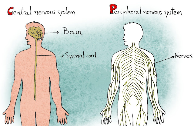 CEIP Antigua Science 5: 2016