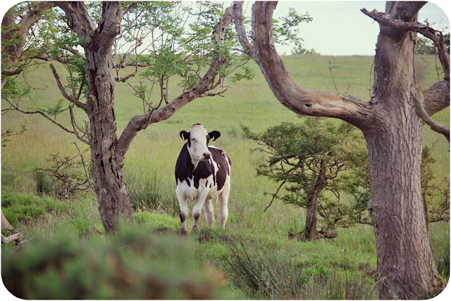Cow - Aberdeenshire countryside Inverugie