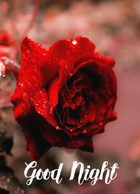 Good Night Flowers HD Images Collection Download Good Night Flowers HD Images Collection Download
